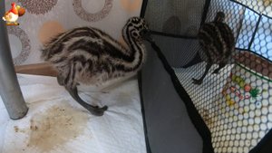 Страусятам Эму скоро месяц и живут они пока дома 🤗 на кухне