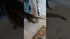 Щенок и игры с детьми