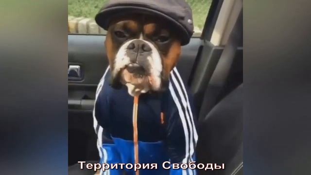 ХОРОШАЯ ОХРАНА смотреть онлайн