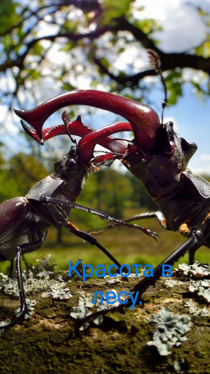 Жизнь в лесу. смотреть онлайн