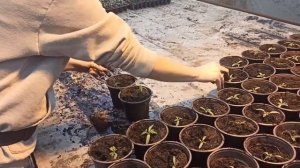 пикировка томата.mp4