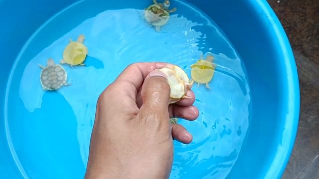 Tortugas caramel pink 🍬 (Trachemys scripta elegans)