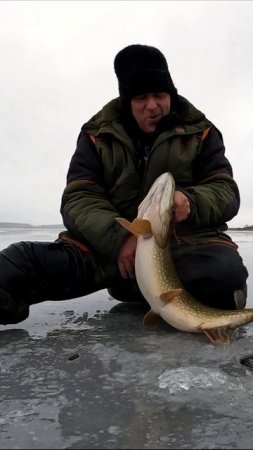 ЧЕТВЁРКА ГОЛИМАЯ