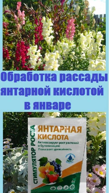 Обработала черенки и всходы ЯНТАРНОЙ КИСЛОТОЙ - стимулятором роста растений