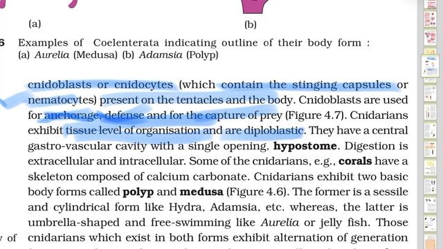 Animal kingdom class 12 NCERT BIOLOGY PART 1