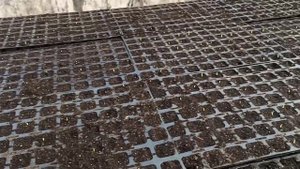 посев сладкой кукурузы.mp4