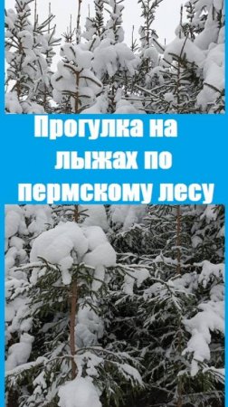 Завораживающая красота уральского леса! Прокатитесь вместе с нами на лыжах, посмотрите на это!