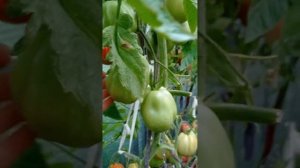 Томат сердце буйвола Испании