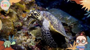 Turtle Facts For Kids 🐢 Learn All About Turtles | MON Kids