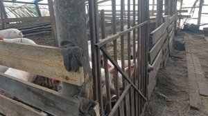 Свиньи без хлопот.Переселение.