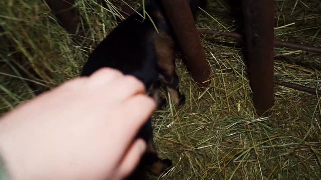 КУПИЛ 2 ДОМА В ДЕРЕВНЕ  ВОТ ТАКОЕ ЧУДО У НАС ПОЯВИЛОСЬ  ЧТО ДЕЛАТЬ ДАЛЬШЕ?!