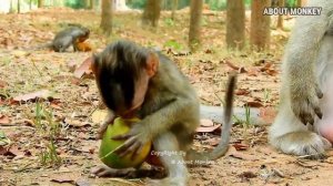 Oh..Hoo..!! Cute Baby Monkey Brandi Crying Request His Mom Monkey Bridget to Milk, Does He Get Milk