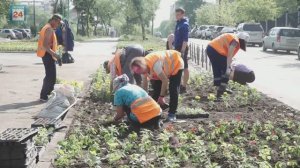 Почти сто пятьдесят тысяч цветов украсят Абакан этим летом.