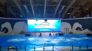 Дельфинарий в Грозном