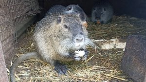 Продолжаем приручать НУТРИЙ. 26.12.24