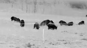 Hunting the Most Destructive Pest in America. Охота на кабана. Kaban avı. Qaban ovu.