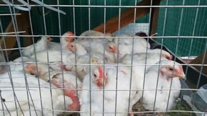 Бройлеры Росс 308. Первый опыт. Взвешивание в 44 дня.