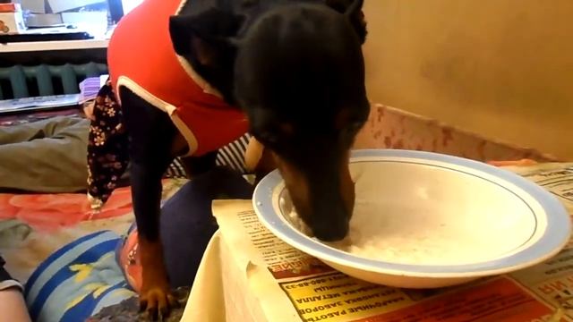 Культурная Габриэлла кушает кашку! #ГужевTV смотреть онлайн