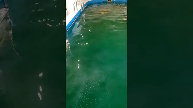 Под водой на задержке дыхания около 50м смотреть онлайн