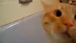 Кошка не хочет купаться