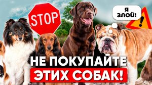 Не покупайте эти породы собак, пока не посмотрите это видео