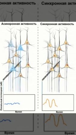 Синхронизация нейронов gif