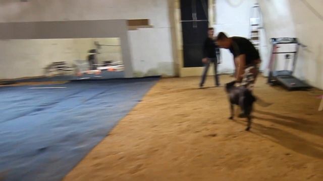 Тренировка Торнадо смотреть онлайн