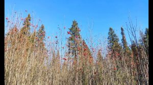 Н Доризо  Говорят, что друзья познаются в беде #стихиодружбе #философскаялирика #поэты20века