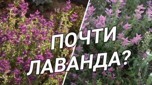 САЛЬВИЯ ХОРМИНУМОВАЯ - МОЯ  НЕОЖИДАННАЯ НАХОДКА