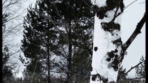 В Шекспир. Сонет 121  Уж лучше грешным быть, чем грешным слыть #стихиосудьях #зарубежнаялитература