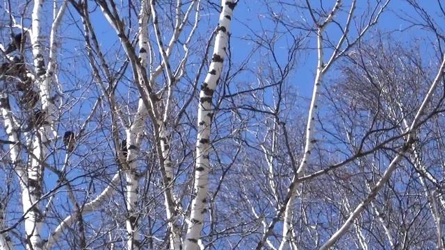 Скворцы прилетели смотреть онлайн