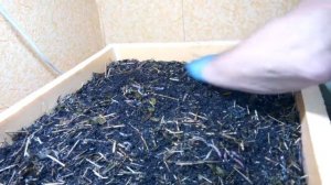 Дендробена.  Чай...Кофе...Потанцуем???!!!