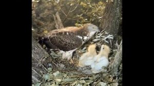 Перелетные птицы - Осоед