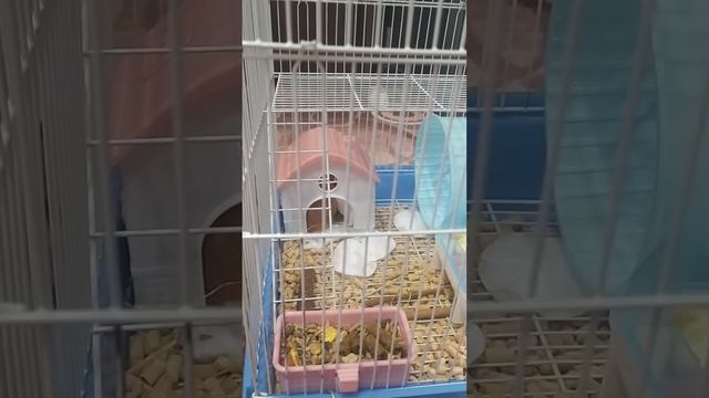 мой хомячок