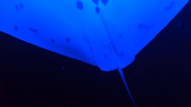 Swimming with Manta Rays(5) смотреть онлайн