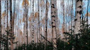 З Гиппиус  Нет! (Знайте!) #стихиородине #гражданскаялирика #поэтысеребряноговека #русскаяэмиграция