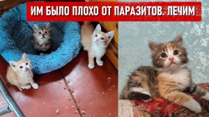 Всем привет от 7 котят и мамы кошки, которых мы забрали с предприятния. Идут паразиты