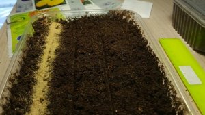 ПОСЕЙТЕ ТАК БАРХАТЦЫ И ВСХОДЫ БУДУТ ДРУЖНЫЕ!!!