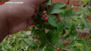 क्या सर्पगंधा भगाए सांप 🐍 | Rauvolfia Serpentina | Medicinal plant | The Smart Gardener