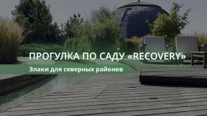 Прогулка по саду "Recovery". Злаки для северных регионов. #злаки #ландшафтныйпроект