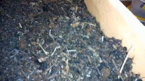 На ошибках учатся. Часть 3.  Замена субстрата для заселения Дендробены.