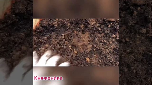 Княженика. Посадка княженики в контейнеры.
