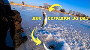 Клюёт по две селёдки за раз | Зимняя рыбалка на ловчие снасти.