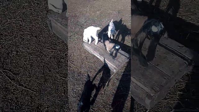 Обезроживание, какой способ выбрать_ смотреть онлайн