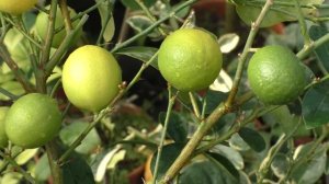 Лайм "Мексиканский". C. aurantifolia "Messicana"