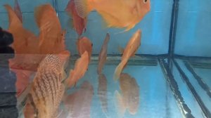 Соль, сода и хлорамин.