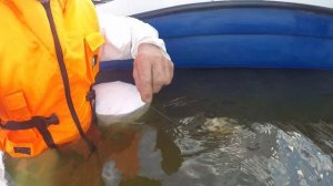 Квочникам на заметку. Нейтральная форма приманки!  Юрий Философ.2021 г.