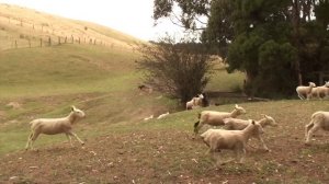 Beloka Rover - Lot 32 at Jerilderie Working Dog Auction