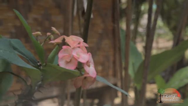 vasana bungalows смотреть онлайн