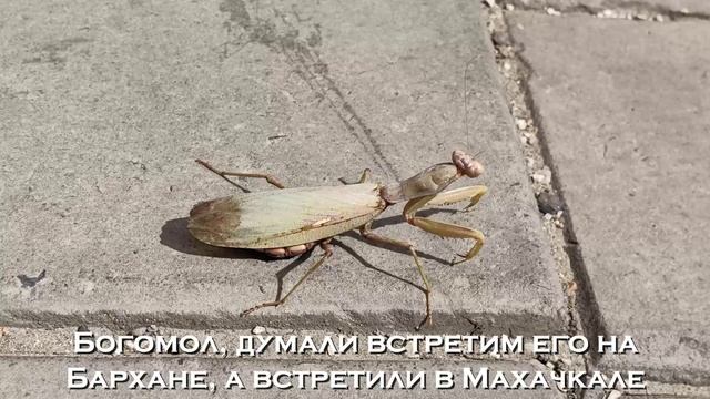 Удивительный Дагестан, осень 2024. Дагестан с маленьким ребенком! Горы это любовь!Мечта в копилочку)
